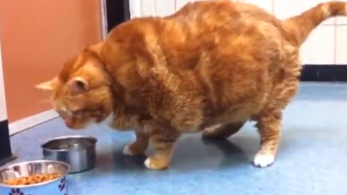 Skinny the cat söker nytt hem. Hon väger 19 kilo.